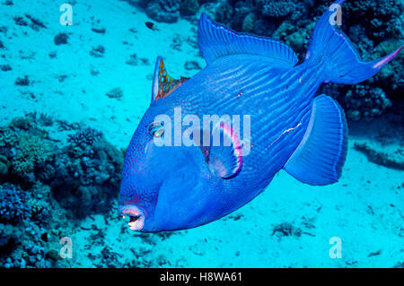 Blauer Drückerfisch [Pseudobalistes Fuscus].  Ägypten, Rotes Meer.  Indo-Pazifik. Stockfoto