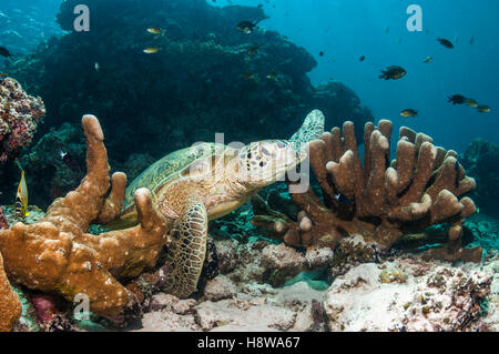 Grüne Schildkröte [Chelonia Mydas] in Ruhe am Riff.  Similan Inseln, Andamanensee, Thailand. Stockfoto
