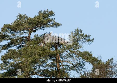 Western-Osprey / Fischadler (Pandion Haliaetus), Paare, Zucht, hoch oben in einer Kiefer zusammen auf ihre Horst nisten. Stockfoto