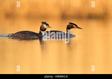 Great Crested Haubentaucher (Podiceps Cristatus), paar in der Zucht Kleid, schwimmen zusammen auf ruhigem Wasser, goldene Abendlicht. Stockfoto