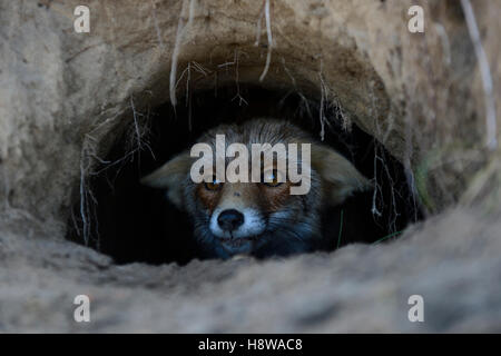 Rotfuchs / Rotfuchs (Vulpes Vulpes) aus seiner Fuchsbau, Loch, Höhle, vorsichtig, aufmerksam, lustig Nahaufnahme beobachten. Stockfoto