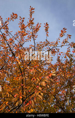 Fading Herbst Blätter der Vogelkirsche Prunus avium Stockfoto