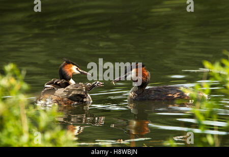 Great Crested Grebe bietet Futter für ein Küken auf der Rückseite des anderen Elternteils, Thornton Reservoir, Leicestershire, England, Großbritannien. Stockfoto