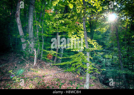 Malerischen Wald von frischen grünen Laubbäumen umrahmt von Blätter, mit der Sonne Gießen ihre warmen Strahlen durch das Laub Stockfoto