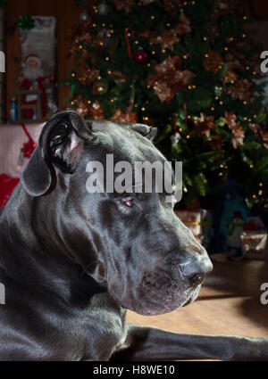 Deutsche Dogge schwarz auf der Hut am Heiligabend Stockfoto