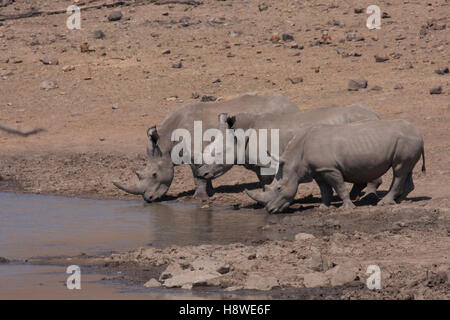 Drei Nashörner trinken aus einem Damm im Pilanesberg Game Reserve Stockfoto