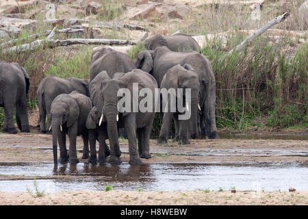 Eine Zucht Herde Elefanten trinken aus dem letzten von Wasser in einem flachen Wasserloch. Im Krüger Park, Südafrika Stockfoto
