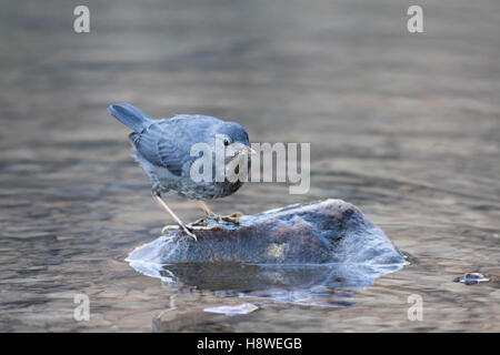 Amerikanische Wasseramseln (Cinclus Mexicanus) in Moraine Lake, Banff Nationalpark, Alberta, Kanada Stockfoto