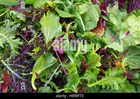 Gemischter Salat roh Blatt Feld Grüns closeup Stockfoto