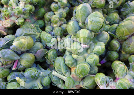 Frisch gepflückte Rosenkohl auf Stielen über Farmers market Stockfoto