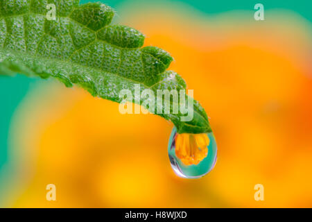 Makro von einer Blume Brechung in einem Tautropfen auf einem grünen Blatt Stockfoto
