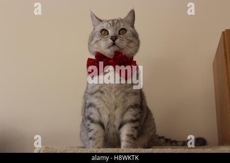 Britisch Kurzhaar Katze in rote Fliege Stockfoto