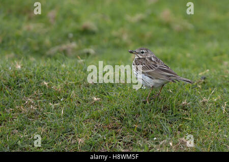 Wiese Pieper - Anthus Pratensis mit Lebensmitteln. Sommer. UK Stockfoto