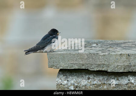 Noch jungen europäischen Rauchschwalbe Hirundo Rustica. UK Stockfoto