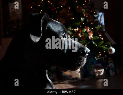 Schwarze Deutsche Dogge halten und Blick aus dem Fenster am Heiligabend Stockfoto