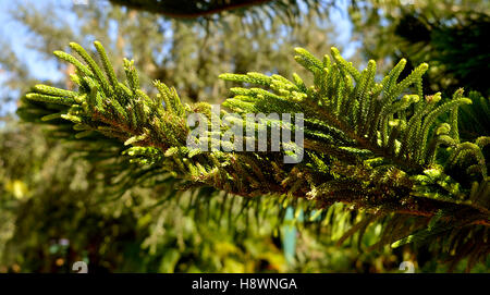 Norfolk Insel Kiefer lateinischen Namen Araucaria Heterophylla hautnah aus Ästen und Laub Stockfoto