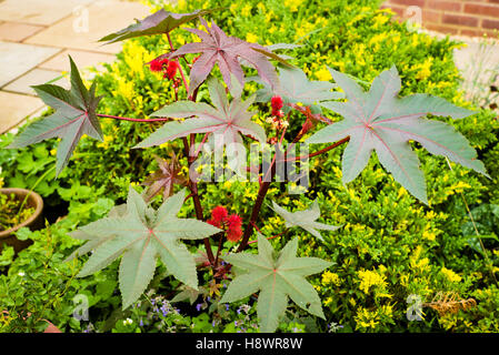 Ricinus Communis Impala wächst in einem gemischten Beet Stockfoto