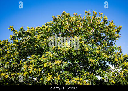 Blue Sky ist ein Hintergrund, Fruchtbildung Edelkastanie Stockfoto