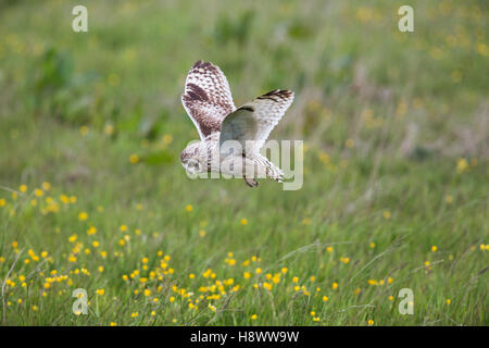 Kurze Eared Eule; ASIO Flammeus Single Flug Orkney; Schottland; UK Stockfoto