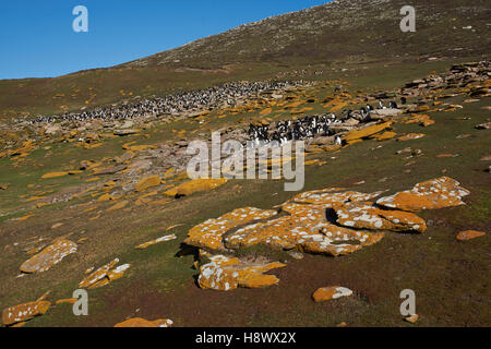 Kolonie von Rockhopper Penguins auf Saunders Island Stockfoto