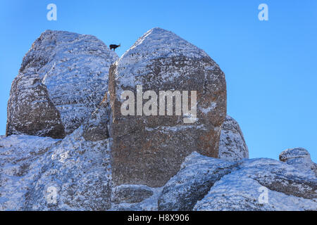 Gämse (Rupicapra Carpatica) am Berg Stockfoto