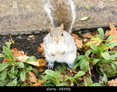Mehr bitte. Eine zahme Grauhörnchen auf der Suche nach Nahrung in einem städtischen Garten. Stockfoto