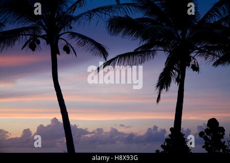 Palmen, die Silhouette gegen rosa Himmel, San Juan, Puerto Rico Stockfoto
