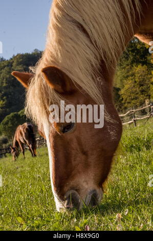 Blonde Pferd Essen Grass - Cavallo Biondo Che Bruca erba Stockfoto