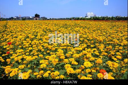 Ein Feld von Ringelblumen (Tagetes Patula) in leuchtendem Gelb und rot Stockfoto