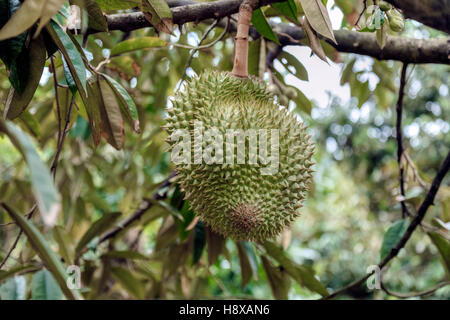 eine Durian-Frucht am Baum in Cai Be, Mekong Delta, Vietnam, Asien Stockfoto