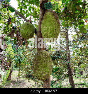 eine Jackfrucht am Baum in Cai Be, Mekong Delta, Vietnam, Asien Stockfoto