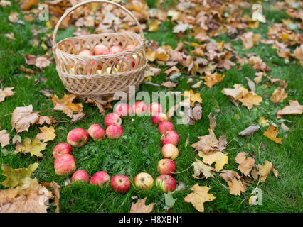 Äpfel in Herzform und Herbstlaub auf dem Rasen Stockfoto