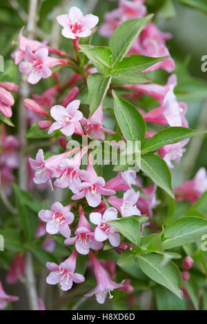 Weigela rosa Blumen Makro, Strauch wächst im Garten in Polen, Europa