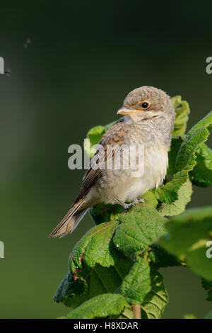 Red backed Shrike / Neuntoeter (Lanius Collurio), flügge, junge Vogelbeobachtung, sitzen oben auf grünen Büschen für Lebensmittel. Stockfoto