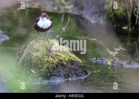 Weiße-throated Wasseramseln (Cinclus Cinclus), Penzance, Cornwall, England, UK. Stockfoto