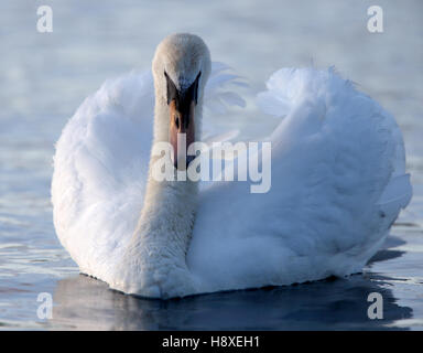 Höckerschwan (Cygnus Olor) Erwachsenen in Bedrohung Display, South Devon, England, UK. Stockfoto