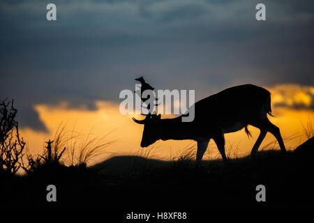 Damhirsche während des Sonnenuntergangs Stockfoto