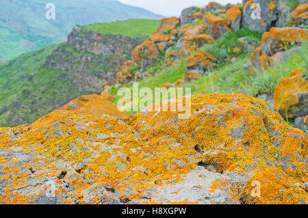 Die goldenen Flechten auf den grauen Felsen mit den felsigen Hang auf dem Hintergrund, Saro, Georgia. Stockfoto