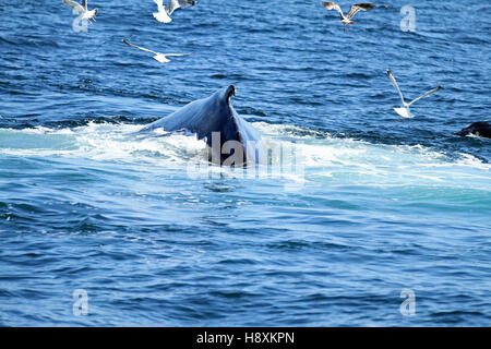 Buckelwal (Impressionen Novaeangliae) Sichtung auf einer Walbeobachtung Kreuzfahrt aus Boston Harbor nach Stellwagen Bank National Marine Sanctuary Stockfoto