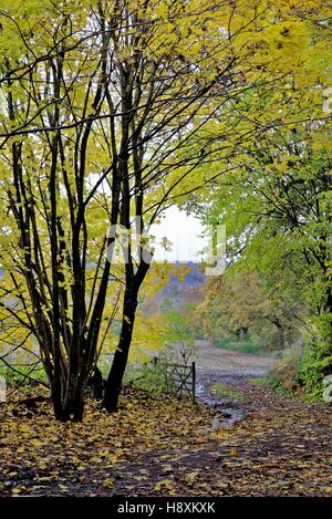 Herbst auf den North Downs in der Nähe von Abinger Hammer Surrey UK Stockfoto