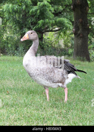 Graylag Gans Stockfoto