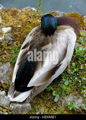 männliche Stockente Stockfoto