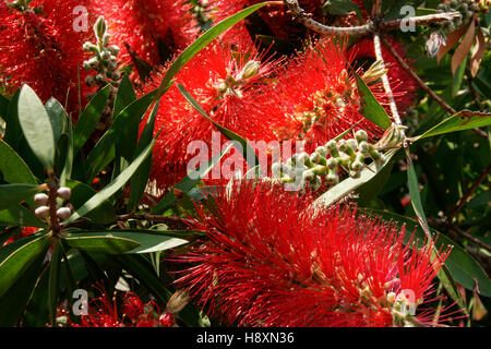 Rote Blüten des Werks Bottlebrush Stockfoto