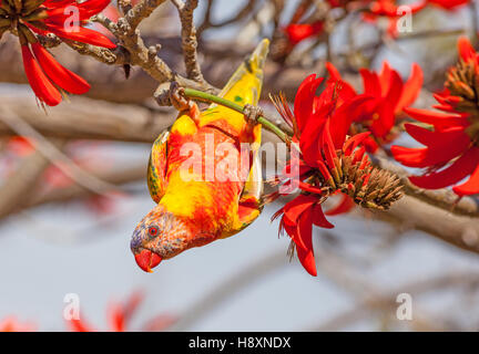 Aberrationen in einem Regenbogen Lorikeet (Trichoglossus Haematodus) - Farbe ein mittleres Australian Papagei. Stockfoto