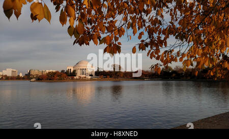 Baldachin von Kirschbäumen umrahmt das Jefferson Memorial mit ihren herbstlichen Blättern am Tidal Basin in Washington, DC. Stockfoto