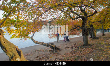 Eine junge Familie Spaziergänge unter Altern Kirschbäume, geschmückt im herbstlichen Laub entlang der Tidal Basin in Washington DC. Stockfoto