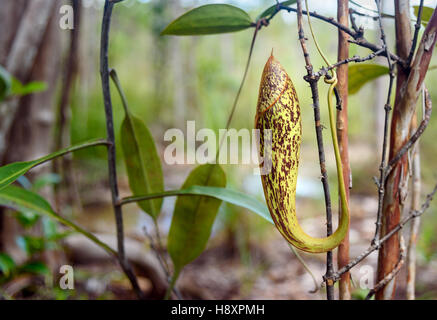 Fleischfressende Kannenpflanze. Nepenthes Albomarginata im Regenwald im Bako Nationalpark. Sarawak. Borneo. Malaysien Stockfoto