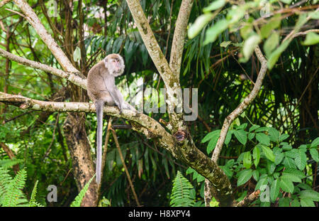 Makaken-Affen auf Baum im Bako Nationalpark. Sarawak. Borneo. Malaysien Stockfoto