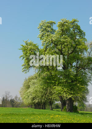 Blühende Birne Bäume in Seitenstetten, Region Mostviertel, Austria, Österreich, Europa zu senken Stockfoto