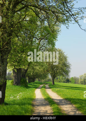 Blühende Birne Bäume in Seitenstetten, Region Mostviertel, Austria, Österreich, Europa zu senken Stockfoto